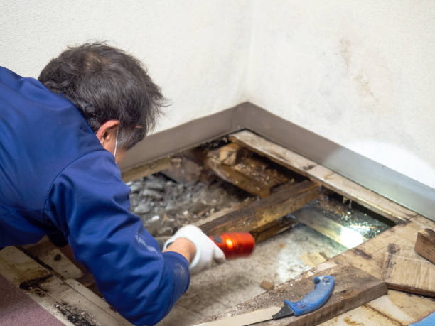 Best Attic Mold Remediation in Del Rey Oaks, CA