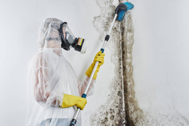 Best Industrial Mold Remediation in Del Rey Oaks, CA