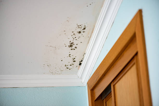 Best Bathroom Mold Remediation in Del Rey Oaks, CA
