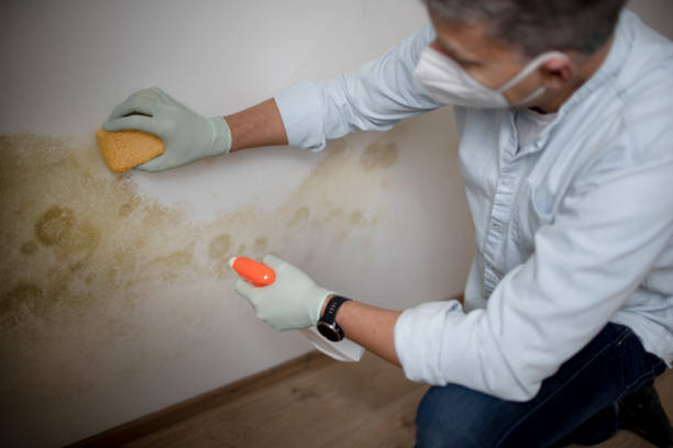 Best Industrial Mold Remediation in Del Rey Oaks, CA