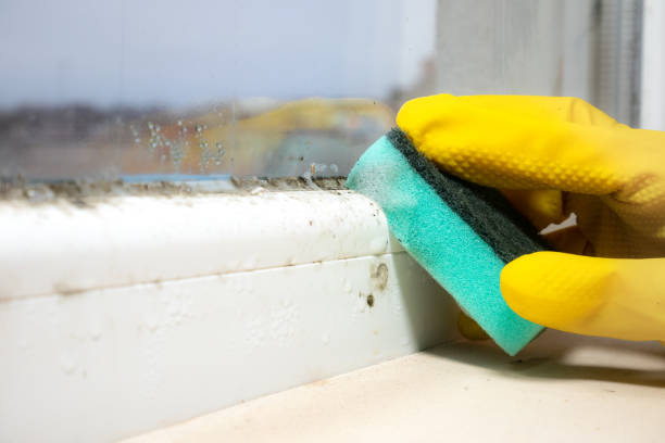 Best Insurance-Related Mold Remediation in Del Rey Oaks, CA