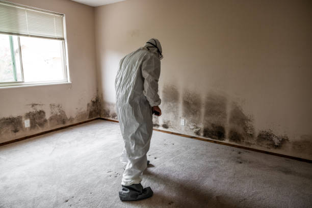 Best Preventive Mold Services in Del Rey Oaks, CA